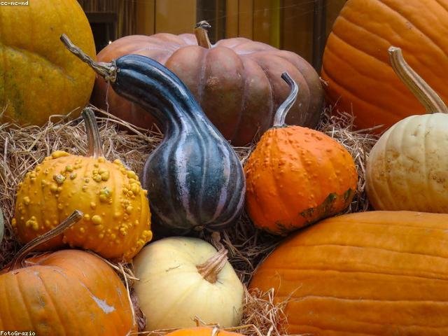 Seasonal New England favorites